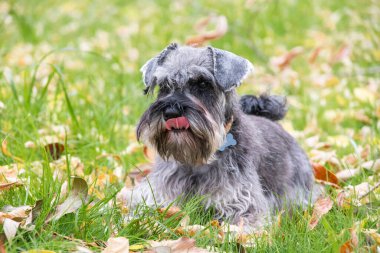 Güzel sakallı, gri, minyatür bir köpek portresi çimlerin üzerinde uzanmış, seçici bir odak noktası..