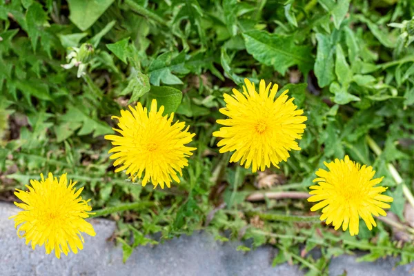 Világos sárga pitypangok zöld fűben. Tavaszi, nyári vadvirágok. Virágok a kertben — Stock Fotó
