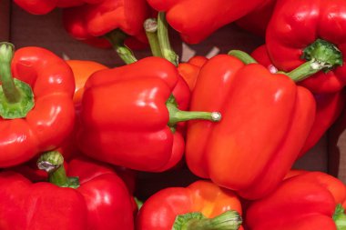 Büyük kırmızı dolmalık biberler yakın çekimde. Olgun sebze toplama ve satışı. Sağlıklı beslenme ürünleri kavramı