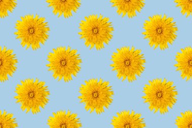 Mavi arka planda sarı renkli çiçek açan karahindibalardan kusursuz desen, yakın plan, minimalizm.