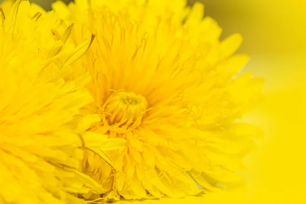 Kwitnące żółte mniszki lekarskie na żółtym tle, zbliżenie, selektywne skupienie, minimalizm — Zdjęcie stockowe