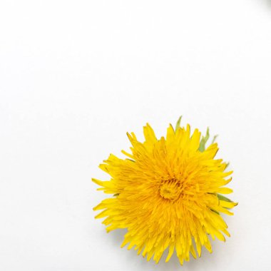 Bir çiçek açan sarı karahindiba beyaz arkaplanda izole edilmiş, yakın plan, kare kare çerçeve, kopyalama alanı.