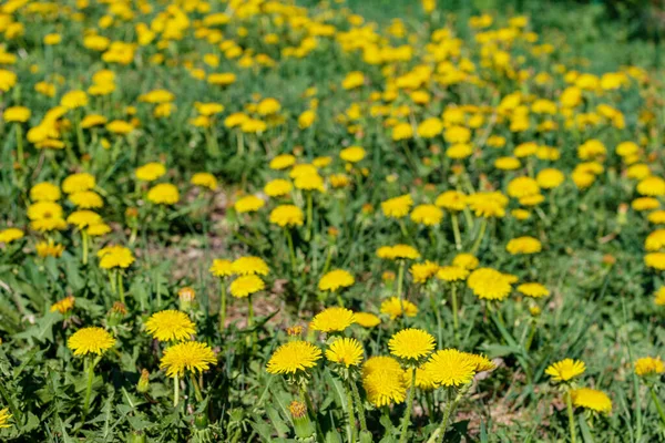Glade of bright yellow dandelions in green grass, close-up, selective focus. Spring, summer wildflowers. — Zdjęcie stockowe