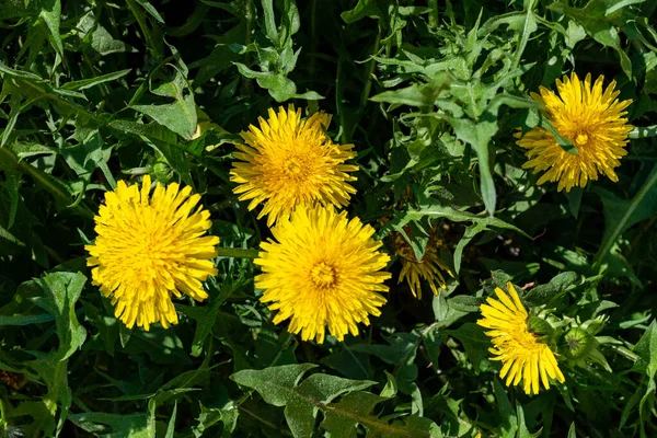 緑の草の中に明るい黄色のタンポポ 夏の野花 庭の花雑草 — ストック写真