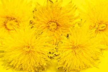 Sarı arka planda sarı karahindiba çiçekleri, yakın plan, minimalizm. Doğal çiçek arkaplanı, tasarım, kapak, kartpostal ögesi olarak kullanılabilir.