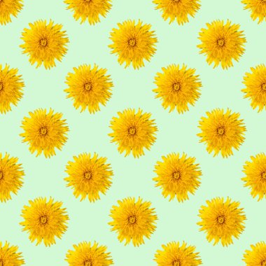 Açık yeşil nane arkaplanındaki sarı karahindibalardan kusursuz desen, yakın plan, minimalizm