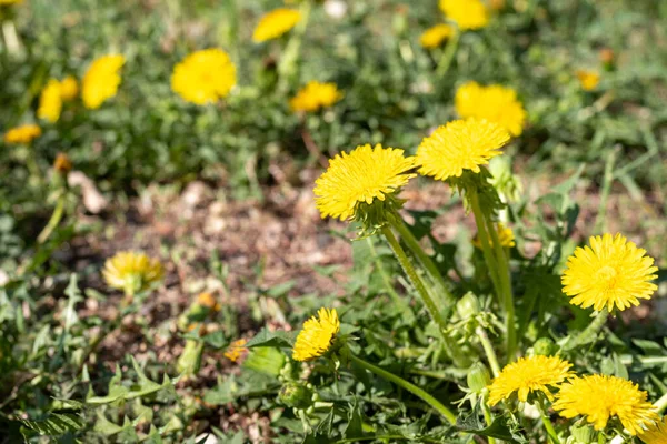 Jasnożółte mniszki w zielonej trawie, zbliżenie, selektywne skupienie. Wiosna, letnie dzikie kwiaty. Kwiaty w ogrodzie — Zdjęcie stockowe