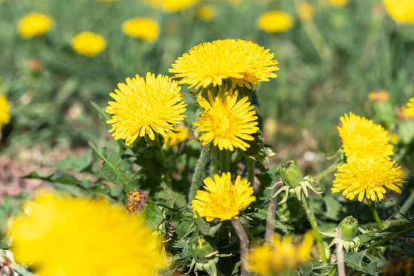 Jasnożółte Mniszki Zielonej Trawie Zbliżenie Selektywne Skupienie Wiosna Letnie Dzikie — Zdjęcie stockowe