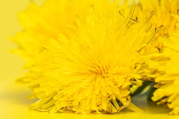 Kwitnące Żółte Mniszki Żółtym Tle Zbliżenie Selektywne Skupienie Minimalizm Może — Zdjęcie stockowe
