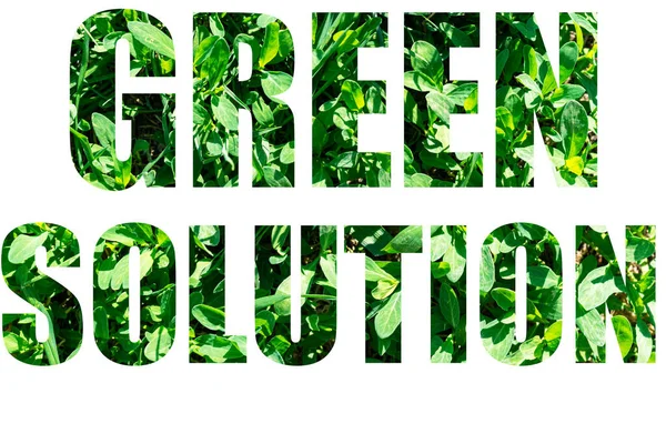 The word GREEN SOLUTION from green grass isolated on white background. Elements for your design
