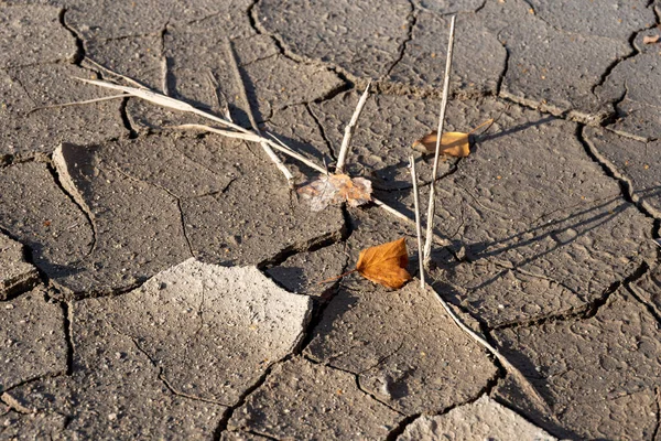 Drought land without water texture. Global water scarcity on the planet. Drought, wheat harvest dies.