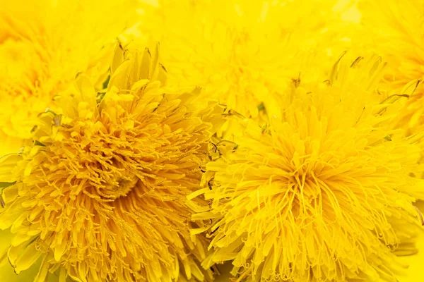 Kwitnące żółte mniszki na żółtym tle, zbliżenie, minimalizm. Może być stosowany jako element projektu, okładka, pocztówka — Zdjęcie stockowe