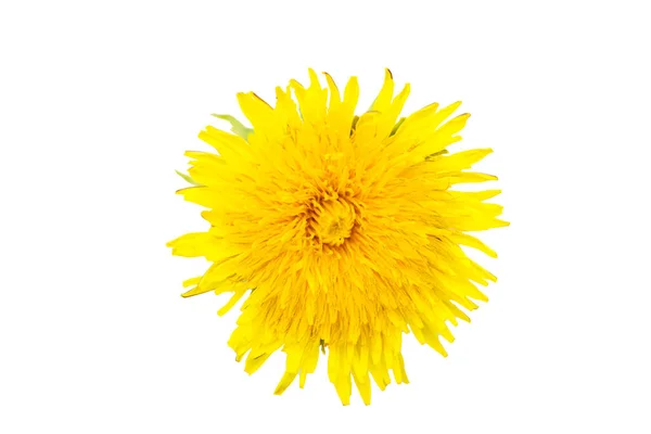 Одна квітуча жовта кульбаба ізольована на білому тлі, крупним планом. Може використовуватися як елемент дизайну — стокове фото