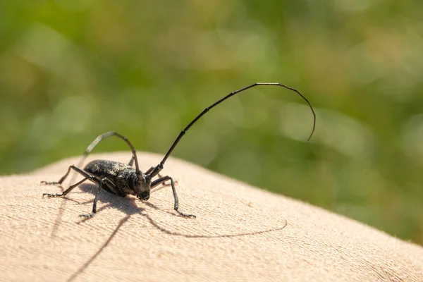 Pest beetle destroying crops in agriculture, garden