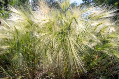 Güneşli bir günde bozkırda, kırlarda, yakın planda tüylü çimen dikenleri. Soyut yaz arkaplanı kavramı.