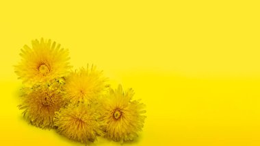 Sarı arkaplanda beş çiçek açan sarı karahindiba, yakın plan, kopyalama alanı, minimalizm, pankart. Bir tasarım ögesi olarak kullanılabilir