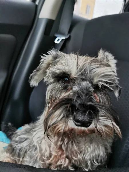 Transportation of the dog in the car. Gray miniature schnauzer sitting on a car seat looking emotionally at the camera
