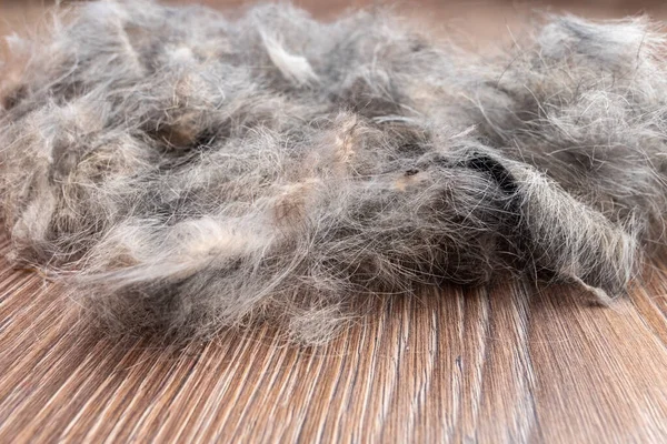 Home cleaning pets fur concept. Close-up of pet hair for cleaning. Allergy to wool, dust concept.
