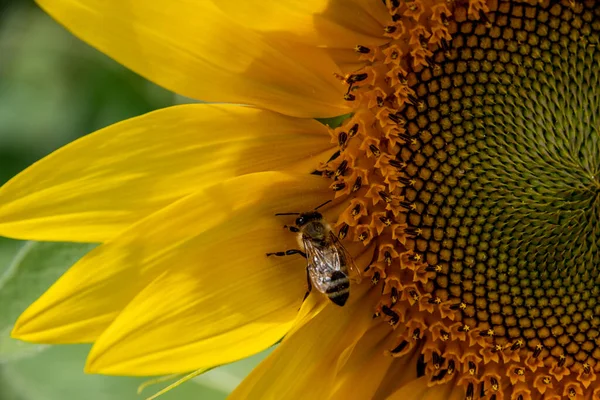 Närbild Ett Som Samlar Honung Från Blommande Gul Solros Beredning — Stockfoto