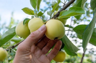 Bahçıvanın eli bir yaz günü ağaçtan yeşil bir elma topluyor. Bir kadının eli elma ağacından güzel küçük yeşil bir elma koparır. Organik gıda konsepti. Sağlıklı beslenme konsepti