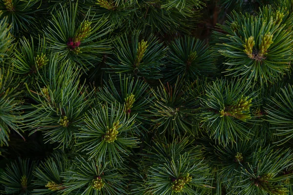 Kiefernzweige Nahaufnahme Natürlicher Weihnachtlicher Hintergrund Schöner Fichtenzweig Mit Nadeln Und — Stockfoto