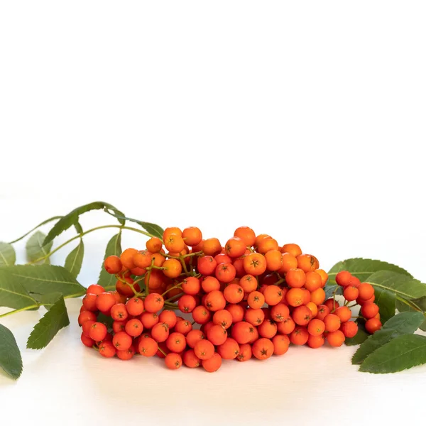 Autumn berries of red mountain ash or rowan berries with green leaves on a white background, close-up, square frame, copy space