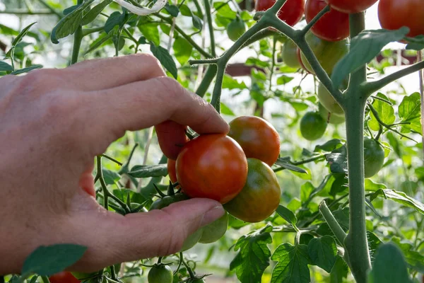 Ręcznie Zbieranie Małych Czerwonych Dojrzałych Pomidorów Gałęzi Zbliżenie Hodowla Pomidorów — Zdjęcie stockowe