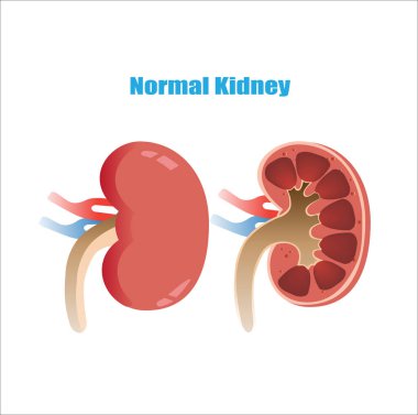 Normal böbrek anatomisini gösteren çizimler