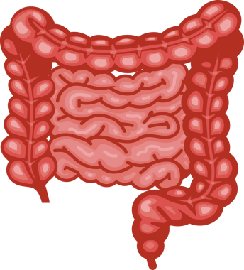 İnsan sindirim sistemi organlarının tasviri