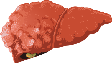 İnsan karaciğer organının detaylı çizimi