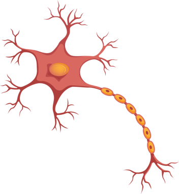 Dallanan dendritleri olan nöron çizimi