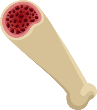 İnsan kemik yapısının tasviri