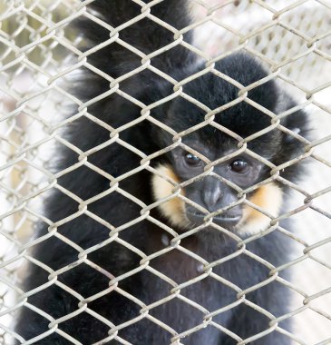 Bir kafes içinde bir hayvanat bahçesi Pattaya öğleden sonra genç maymun