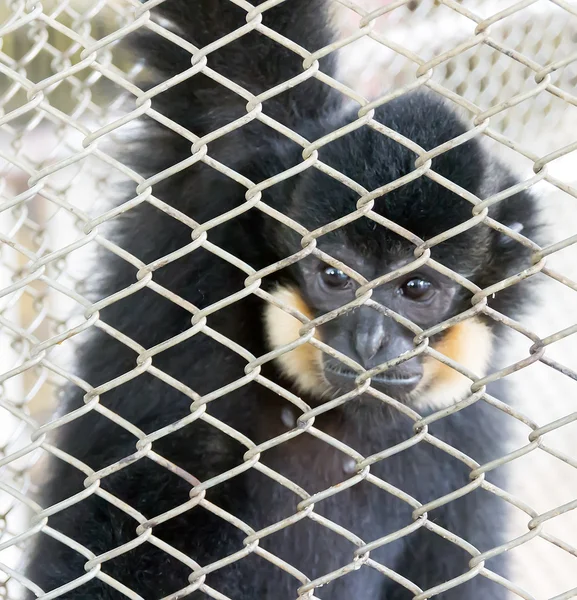 Bir kafes içinde bir hayvanat bahçesi Pattaya öğleden sonra genç maymun