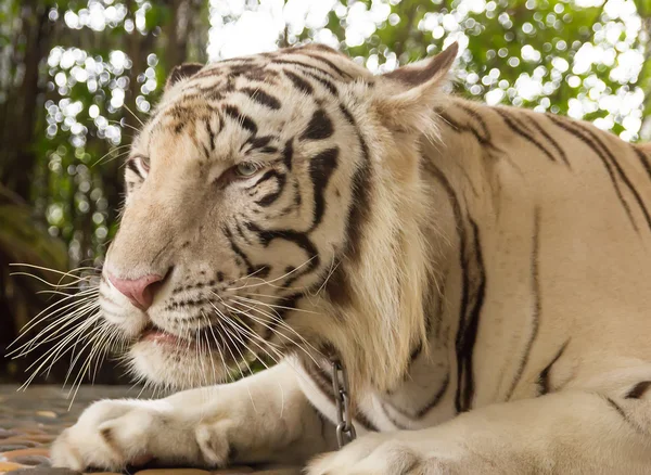 Tiger in a zoo in Million Years Stone Park in Pattaya, Thailand — Stock Photo, Image