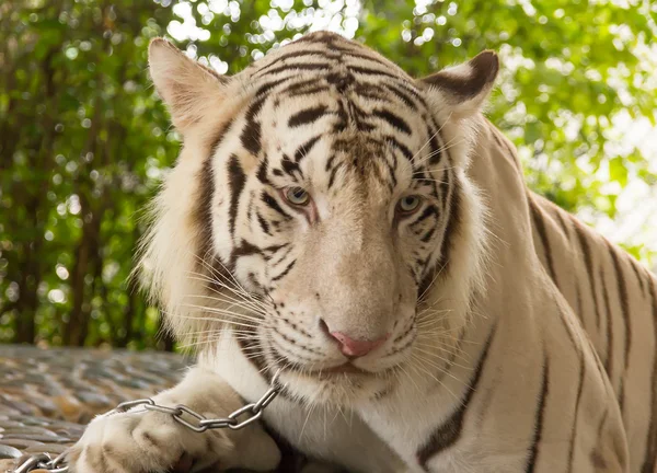 Kaplan bir hayvanat bahçesi milyon yıl Stone Park Pattaya, Tayland