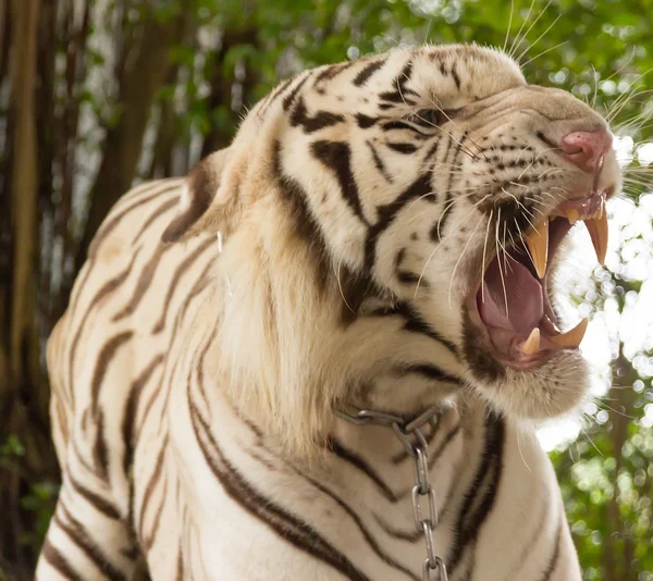 Tiger in a zoo in Million Years Stone Park in Pattaya, Thailand — Stock Photo, Image