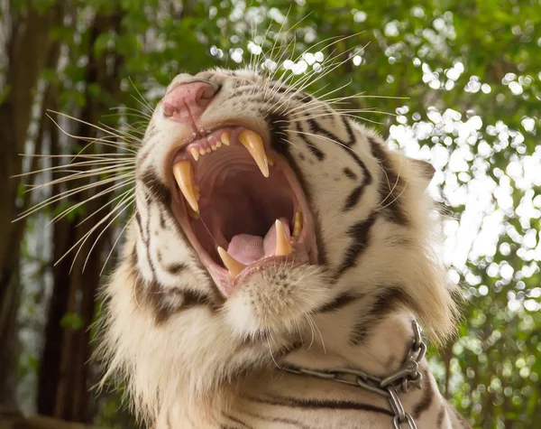 Tiger in a zoo in Million Years Stone Park in Pattaya, Thailand — Stock Photo, Image