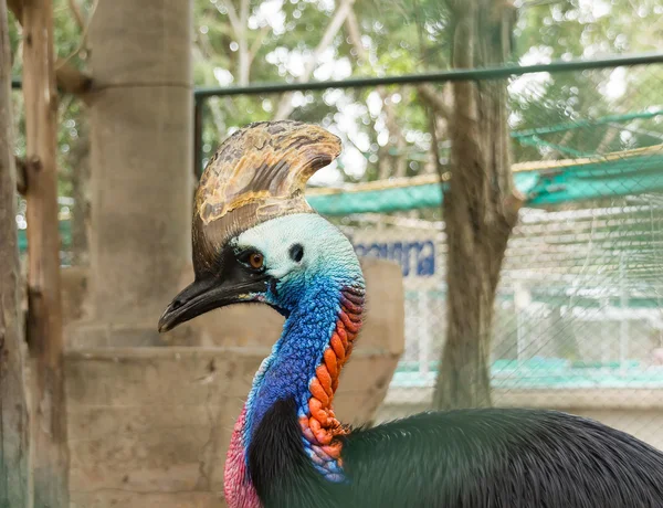 ? assowary bir hayvanat bahçesi milyon yıl Stone Park Pattaya, Tayland