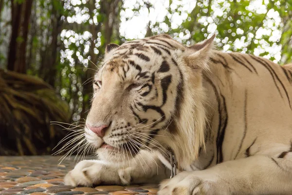 Kaplan bir hayvanat bahçesi milyon yıl Stone Park Pattaya, Tayland