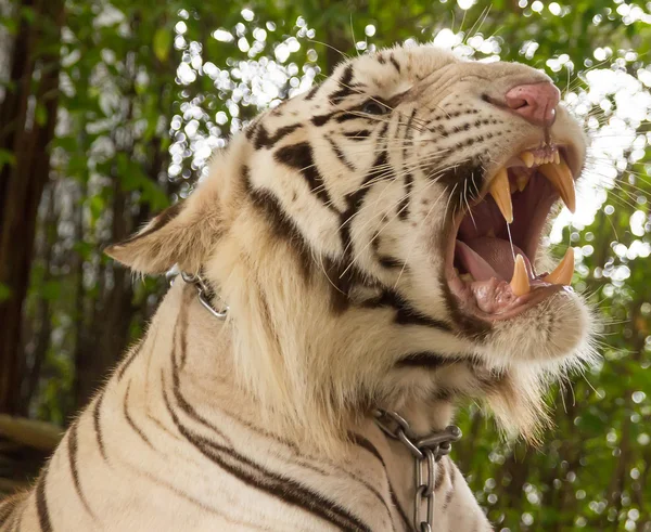 Tiger in einem Zoo in einem Millionen Jahre alten Steinpark in Pattaya, Thailand Stockfoto
