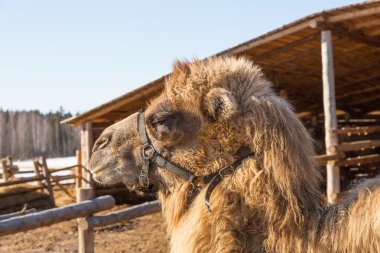 Deve bir çiftlik açık hava kafeste duruyor