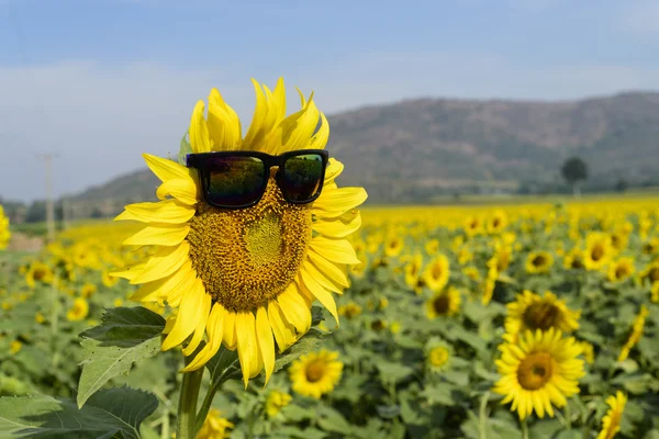 Napraforgó viselnek a szemüveg közepén. napfényt, Thaiföld — Stock Fotó