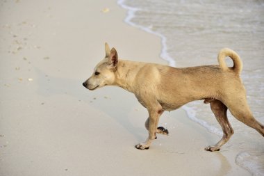 Pattaya, Koh Larne, köpek yüzmek