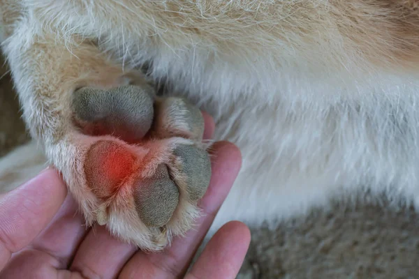 Köpek ayağından yaralanmış, yaralanmış, belki beton zeminde keskin nesnelere basmaktan dolayı köpeğin ayağı yaralanmış, ta ki semptomlar kötüleşene kadar köpek ayak tabanından yaralanmış..
