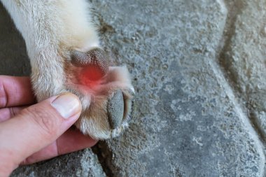 Köpeğin ayağından yaralanmış, yaralanmış, belki de beton zeminde sivri nesnelere basmaktan olmuştur..