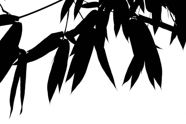 Black bamboo leaves on the background, illustration with black bamboo branch isolated on white background, Many bamboo leaves make a black and white image on a white background.