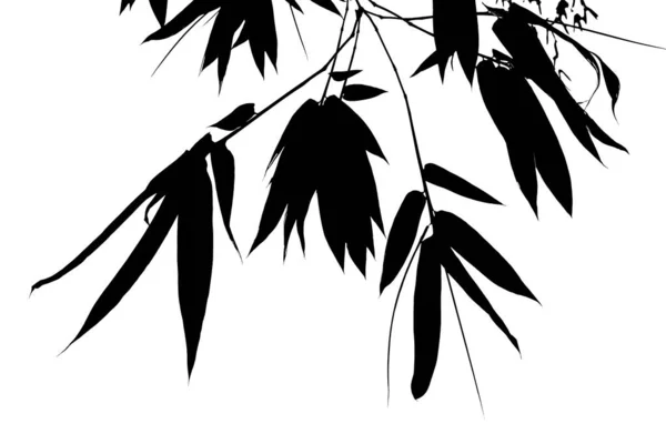 Feuilles Bambou Noir Sur Fond Illustration Avec Branche Bambou Noir — Photo