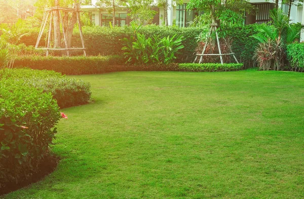 The sunshine in the evening shines through the trees down to the lawn of the front of the house beautifully, Green lawn, Front lawn for the background, Designed a beautiful shady landscape garden.