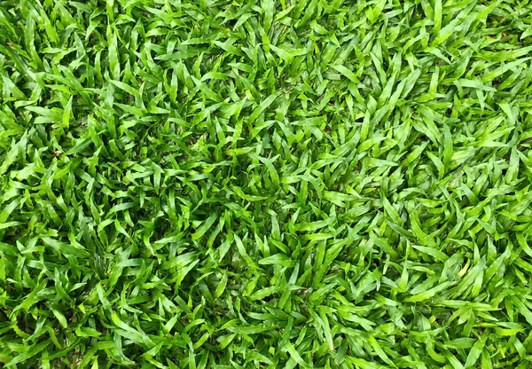 Fundo Textura Grama Verde Gramado Para Campo Futebol Treinamento Padrão — Fotografia de Stock